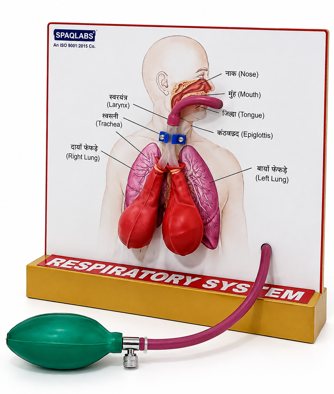Human Lungs for Respiratory System Model